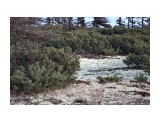 Кедровый стланник с ягельными полянами
Фотограф: vikirin

Просмотров: 1261
Комментариев: 0