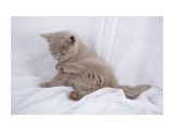 Название: IMG_3010
Фотоальбом: британцы п-ка "Soffy"
Категория: Животные
Фотограф: Светличная Н.

Просмотров: 724
Комментариев: 0