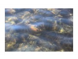 Чистая вода...
Фотограф: vikirin

Просмотров: 2980
Комментариев: 0