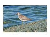 Сибирский пепельный улит 
Фотограф: VictorV
Grey-tailed Tattler

Просмотров: 859
Комментариев: 0