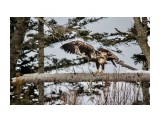 Малыш....
Фотограф: Tsygankov Yuriy

Просмотров: 732
Комментариев: 0