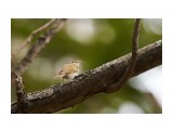 Пеночка, молчаливая )
Фотограф: VictorV

Просмотров: 707
Комментариев: 0