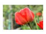 Тюлпан
Фотограф: NIK

Просмотров: 691
Комментариев: 0