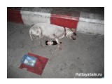 Название: walkingstreet
Фотоальбом: Разное
Категория: Туризм, путешествия

Время съемки/редактирования: 2012:02:18 21:38:36



Просмотров: 4418
Комментариев: 0