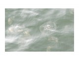 Владивосток. Набережная.. Медузы
Фотограф: vikirin

Просмотров: 1023
Комментариев: 0
