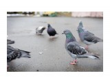 Название: ***
Фотоальбом: РАЗНОЕ
Категория: Разное

Время съемки/редактирования: 2012:08:15 11:12:01
Фотокамера: NIKON CORPORATION - NIKON D700
Диафрагма: f/5.6
Выдержка: 25/1000
Фокусное расстояние: 70/1



Просмотров: 2637
Комментариев: 0