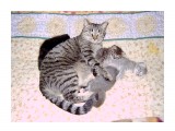 Название: CAM_0161
Фотоальбом: Разное
Категория: Животные

Время съемки/редактирования: 2003:03:12 04:54:07
Фотокамера:  CAMERA - DC-3305    
Диафрагма: f/2.9
Выдержка: 1/30



Просмотров: 3878
Комментариев: 1