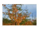 Осень в тундре
Фотограф: vikirin

Просмотров: 1099
Комментариев: 0