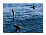 первый улов Геннадия, а за ним плавник акулы
Фотограф: Tsygankov Yuriy

Просмотров: 2159
Комментариев: 0