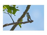 Ширококлювая мухоловка
Фотограф: VictorV
Asian Brown Flycatcher

Просмотров: 655
Комментариев: 0