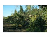 После циклона дорога завалена сломаными лиственницами и елками
Фотограф: vikirin

Просмотров: 1150
Комментариев: 0