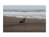 Молодой крохаль.. сидит отдыхает.
Фотограф: vikirin

Просмотров: 1859
Комментариев: 0