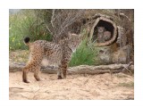 Название: открытка
Фотоальбом: Разное
Категория: Животные

Просмотров: 2614
Комментариев: 0