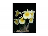 Dendrobium aggregatum
Фотограф: Marion

Просмотров: 1791
Комментариев: 0