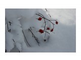 Ягодки и снег.
Фотограф: Татьянишна

Просмотров: 2152
Комментариев: 0