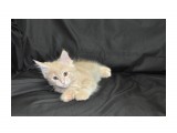 Название: Харлей
Фотоальбом: Мейн-кунчики от 17 февраля 2012 года - на фото котятам 2 месяца и 1 неделя - Помет от 17 февраля
Категория: Животные
Фотограф: Arishka

Время съемки/редактирования: 2012:04:24 23:34:24
Фотокамера: NIKON CORPORATION - NIKON D90
Диафрагма: f/5.6
Выдержка: 10/600
Фокусное расстояние: 340/10



Просмотров: 957
Комментариев: 0