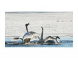 Апрель Охотск. ЧЁто пацаны не поделили.
Фотограф: фотохроник

Просмотров: 2168
Комментариев: 0