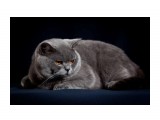 Название: 4
Фотоальбом: ICH Jack Blue Vernissage
Категория: Животные

Время съемки/редактирования: 2010:04:28 00:59:58
Фотокамера: Canon - Canon EOS 5D Mark II
Диафрагма: f/9.0
Выдержка: 1/200
Фокусное расстояние: 105/1
Светочуствительность: 100


Просмотров: 398
Комментариев: 0