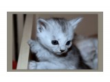 Название: Серенький
Фотоальбом: Чудный животный мир
Категория: Животные

Просмотров: 1721
Комментариев: 0