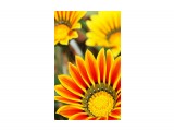 Название: Солнце
Фотоальбом: Цветы
Категория: Цветы
Фотограф: _sanek_

Просмотров: 1146
Комментариев: 0