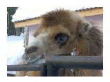 Название: CIMG4749
Фотоальбом: наш Zoo
Категория: Животные

Время съемки/редактирования: 2009:01:18 15:25:01
Фотокамера: CASIO COMPUTER CO.,LTD. - EX-Z1000   
Диафрагма: f/5.4
Выдержка: 1/125
Фокусное расстояние: 2370/100


Описание: Верблюд)))

Просмотров: 516
Комментариев: 0