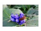 Pericallia matronula
Гусеница бабочки Медведицы-хозяйки

Просмотров: 402
Комментариев: 0