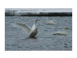 Название: Фото 11
Фотоальбом: Лебеди в Охотске
Категория: Природа

Просмотров: 1055
Комментариев: 0
