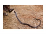 a snake***

Просмотров: 3478
Комментариев: 0