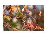 Краски осени.
Фотограф: Tsygankov Yuriy

Просмотров: 647
Комментариев: 1