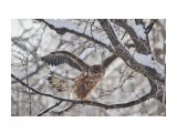 Фламенко?! :)
Фотограф: Tsygankov Yuriy
Орлан-белохвост

Просмотров: 1025
Комментариев: 2