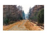 Опала хвоя лиственницы.. рыжие дороги. Лес горит все в сизом дыму
Фотограф: vikirin

Просмотров: 1925
Комментариев: 0