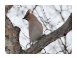 DSC02168
Свиристель.

Просмотров: 478
Комментариев: 1