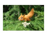 Валяный бельчонок Василий
Валяный бельчонок Василий ( 20 см. 100% шерсть, каркас. Проект сообщества 