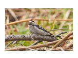 _DSC8669
Фотограф: VictorV
Grey-capped Pygmy Woodpecker

Просмотров: 392
Комментариев: 0