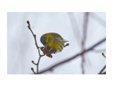Чиж
Фотограф: VictorV

Просмотров: 785
Комментариев: 0