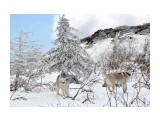Название: Белая ель
Фотоальбом: ATLANTERRA Siberians
Категория: Животные
Фотограф: kin

Просмотров: 957
Комментариев: 0
