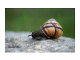 Улитка
Фотограф: Sv_Nataliya

Просмотров: 1249
Комментариев: 0
