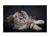 Название: 16
Фотоальбом: шотландцы
Категория: Животные

Время съемки/редактирования: 2010:04:17 21:58:30
Фотокамера: Canon - Canon EOS 5D Mark II
Диафрагма: f/6.3
Выдержка: 1/200
Фокусное расстояние: 200/1
Светочуствительность: 100


Просмотров: 1047
Комментариев: 3
