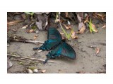 Хвостоносец Маака
Фотограф: Tsygankov Yuriy

Просмотров: 607
Комментариев: 0