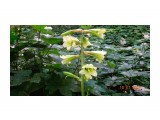 DSC03942
Кардиокринум Глена (лат. Cardiocrinum glehnii) или Лилия Глена — растение из семейства лилейных.
Вид назван в честь Петра Петровича Глена (1835—1876), российского флориста, систематика растений, путешественника, географа и гидрографа, исследователя Приамурья и Сахалина. Многолетнее растение, с крупной луковицей (до 12 см в диаметре). Стебель полый до 2 м высотой, гладкий, прямой. Цветки у растения белые
Кардиокринум Глена отличается тем, что цветёт только один раз в жизни.
Встречается в нашей стране только на юге Сахалина и на острове Кунашир. За пределами России — на островах Хоккайдо и Хонсю.
Реликтовый вид, занесённый в красную книгу.

Просмотров: 345
Комментариев: 0