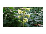 DSC03942
Кардиокринум Глена (лат. Cardiocrinum glehnii) или Лилия Глена — растение из семейства лилейных.
Вид назван в честь Петра Петровича Глена (1835—1876), российского флориста, систематика растений, путешественника, географа и гидрографа, исследователя Приамурья и Сахалина. Многолетнее растение, с крупной луковицей (до 12 см в диаметре). Стебель полый до 2 м высотой, гладкий, прямой. Цветки у растения белые
Кардиокринум Глена отличается тем, что цветёт только один раз в жизни.
Встречается в нашей стране только на юге Сахалина и на острове Кунашир. За пределами России — на островах Хоккайдо и Хонсю.
Реликтовый вид, занесённый в красную книгу.

Просмотров: 296
Комментариев: 0