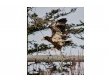 Steller’s Sea Eagle
Фотограф: Tsygankov Yuriy
Белоплечий орлан, молодой

Просмотров: 767
Комментариев: 0