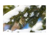 Желтоголовый королёк
Фотограф: VictorV
Goldcrest

Просмотров: 646
Комментариев: 1