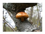 Древесный гриб (Чешуйчатка золотистая).

Просмотров: 1949
Комментариев: 0