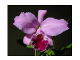 Cattleya labiata ("Helena" x "Nomura")
Фотограф: Marion

Просмотров: 626
Комментариев: 0