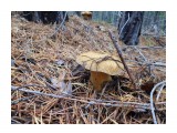 Название: ?
Фотоальбом: Грибы
Категория: Природа

Время съемки/редактирования: 2018:09:02 08:51:44
Фотокамера: NIKON - COOLPIX S7000
Диафрагма: f/3.4
Выдержка: 10/300
Фокусное расстояние: 45/10



Просмотров: 986
Комментариев: 0