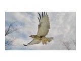 Канюк обыкновенный
Фотограф: Tsygankov Yuriy

Просмотров: 987
Комментариев: 2