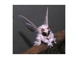 venezuelan-poodle-moth
Мотылек "Пудель"-2

Просмотров: 874
Комментариев: 0
