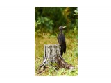 Желна
Фотограф: VictorV
Black Woodpecker

Просмотров: 1262
Комментариев: 0