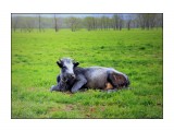 Название: На лугу
Фотоальбом: Чудный животный мир
Категория: Животные

Время съемки/редактирования: 2012:07:22 03:41:20



Просмотров: 819
Комментариев: 0